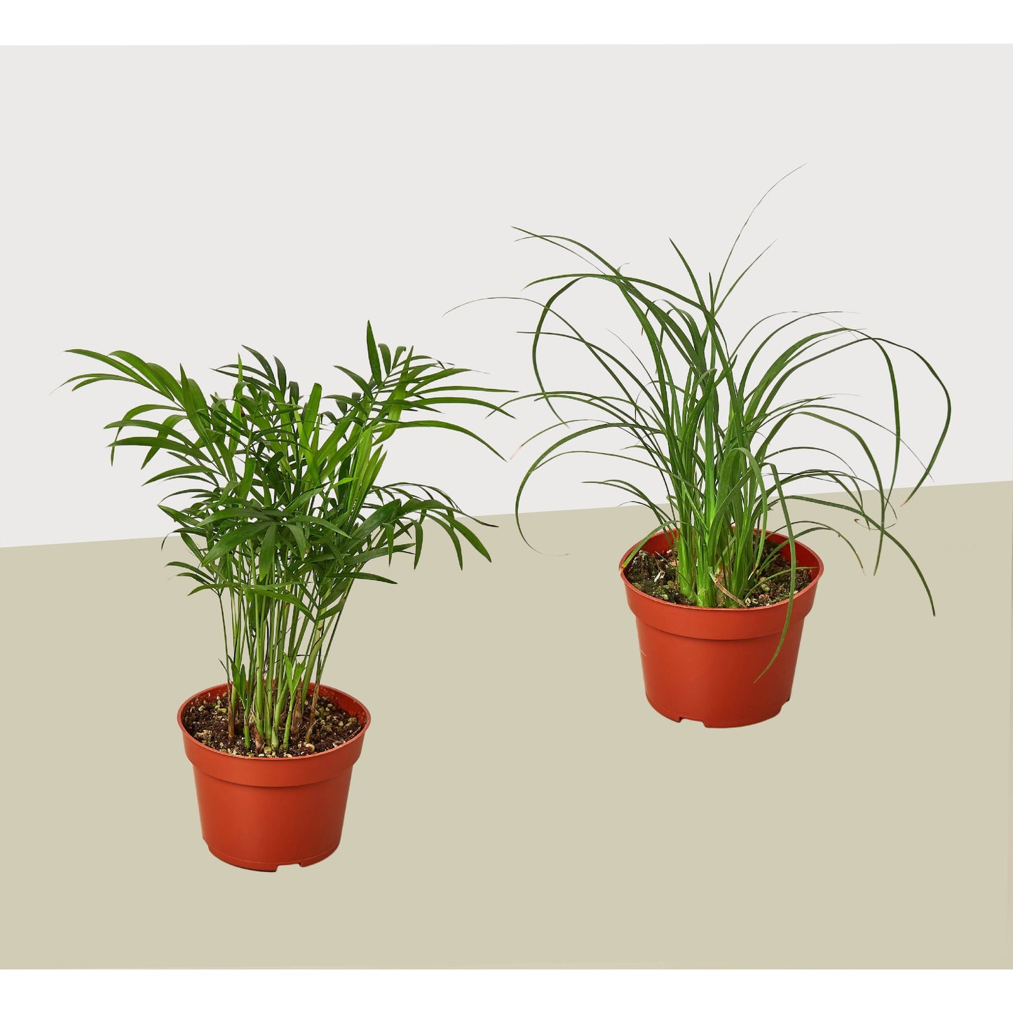 Two potted plants on a beige surface with a white background