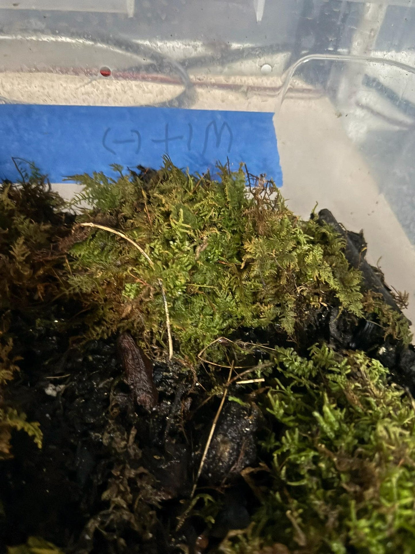 Live Moss- Species Varies