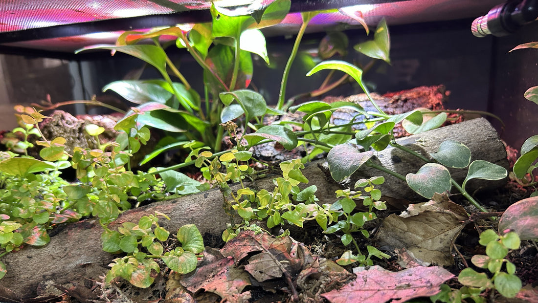Bioactive terrarium setup showing layered substrate, live plants, cork bark hardscape, and leaf litter for reptiles and amphibians