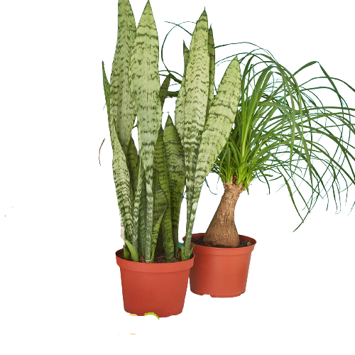 Large plants in pots