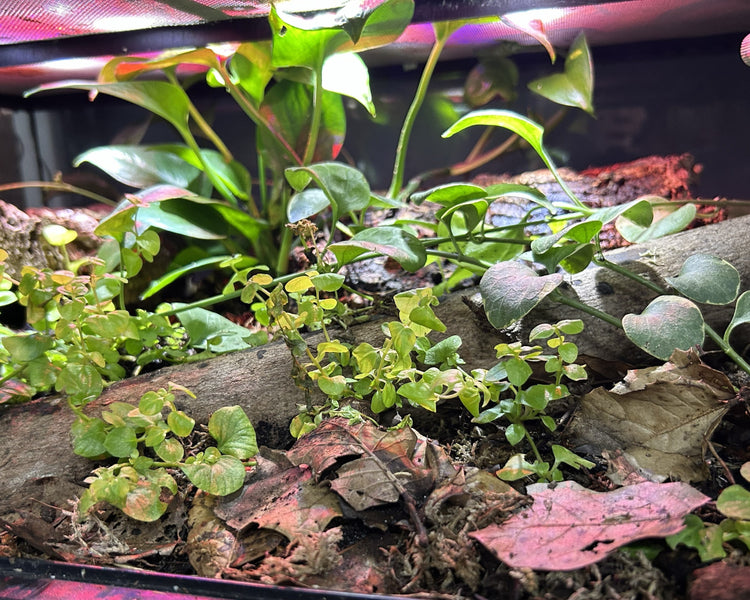 Indoor Biosphere Terrarium & Vivarium Kits