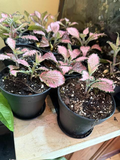 Pink Nerve Plant “Frankie” Fittonia – Live Houseplant