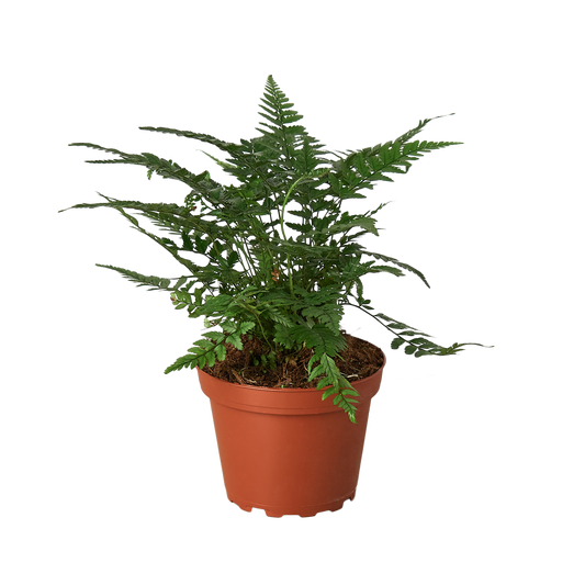 Potted fern plant on a white background