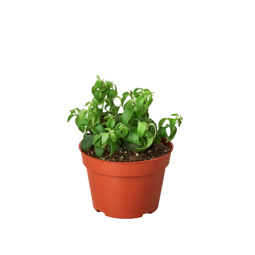 Potted plant with green leaves on a white background