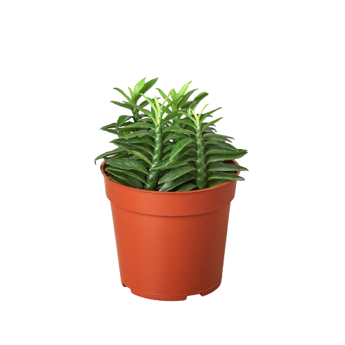 Potted plant with green leaves in an orange pot on a white background