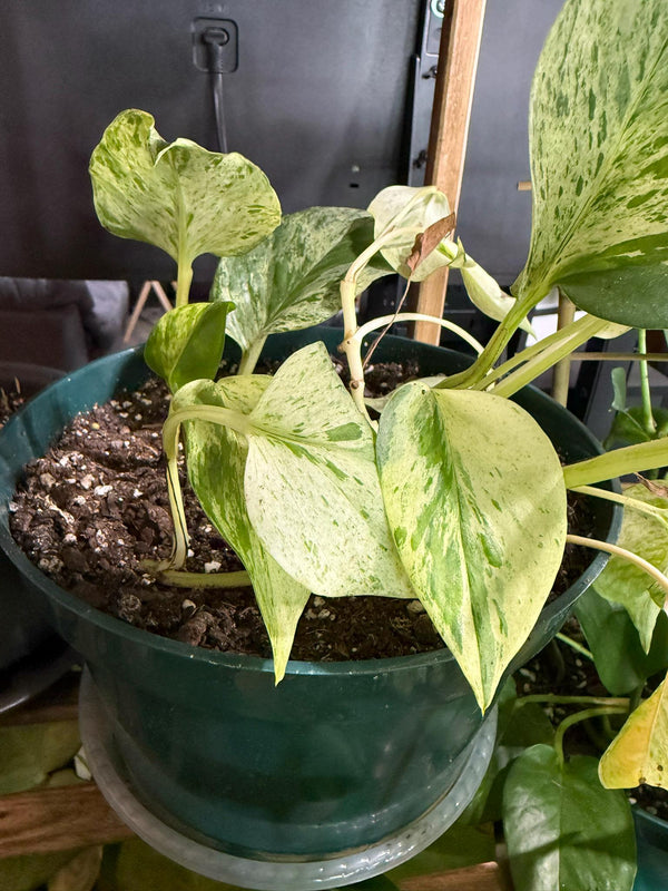 Medium Pothos – Various Shades of Green, Multiple Sizes  Easy-Care Trailing Houseplant 6-8- Inch