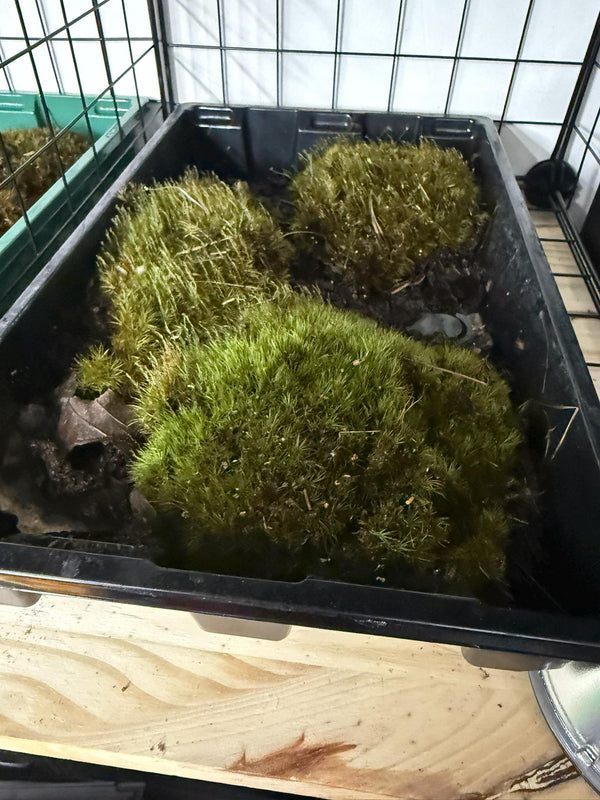 Live Moss- Species Varies