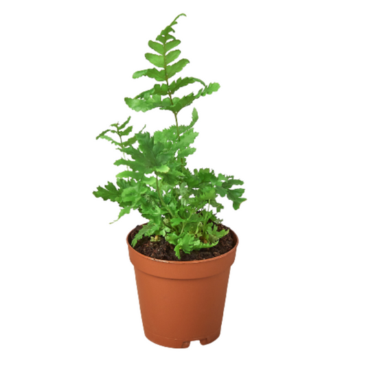 Autumn Fern 4 inch pot 