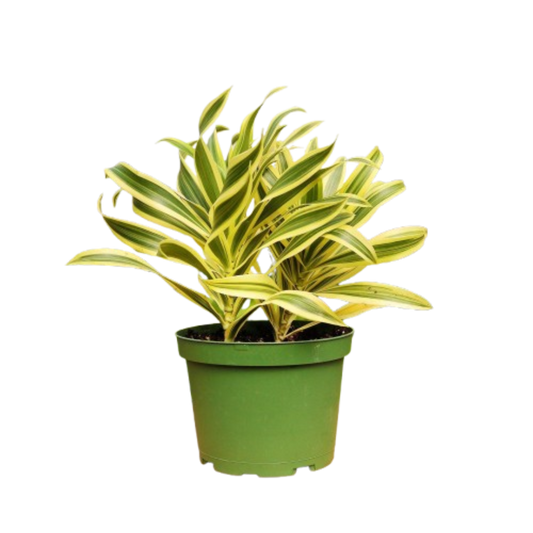 Potted plant with green and yellow leaves on a white background