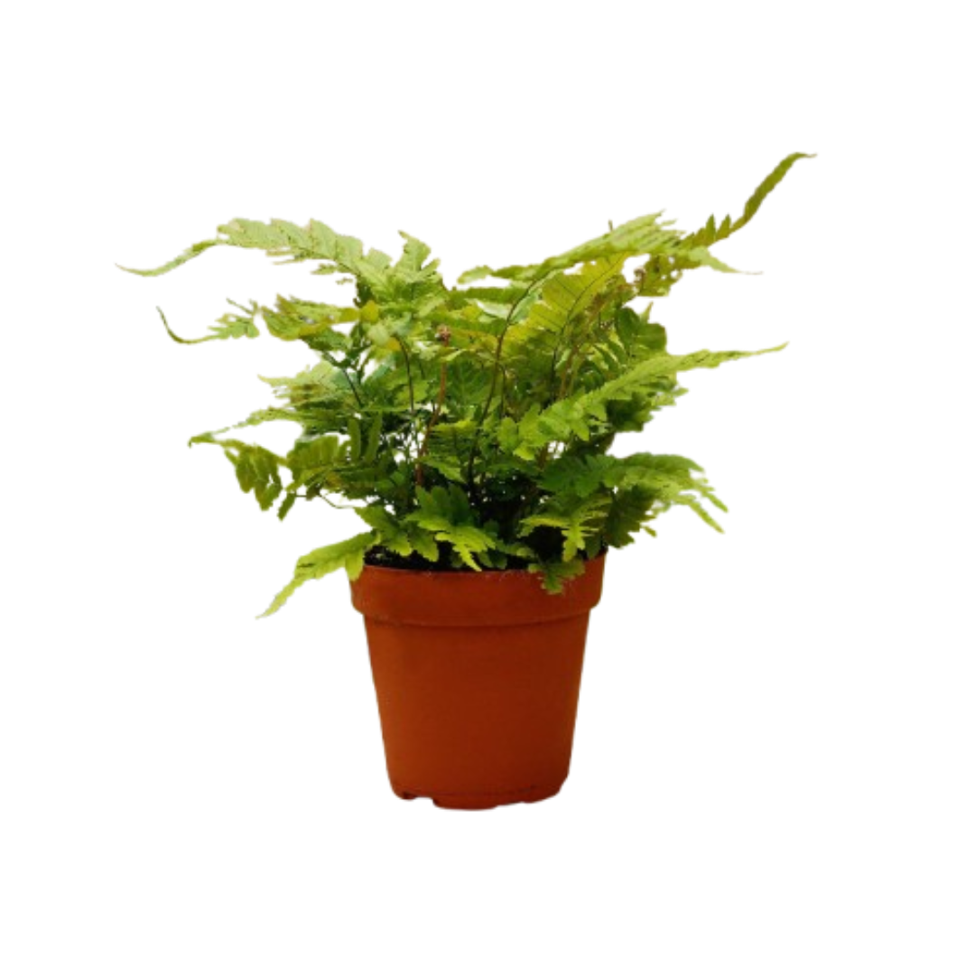 Potted fern plant on a white background