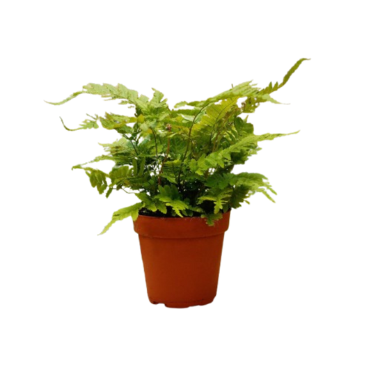 Potted fern plant on a white background