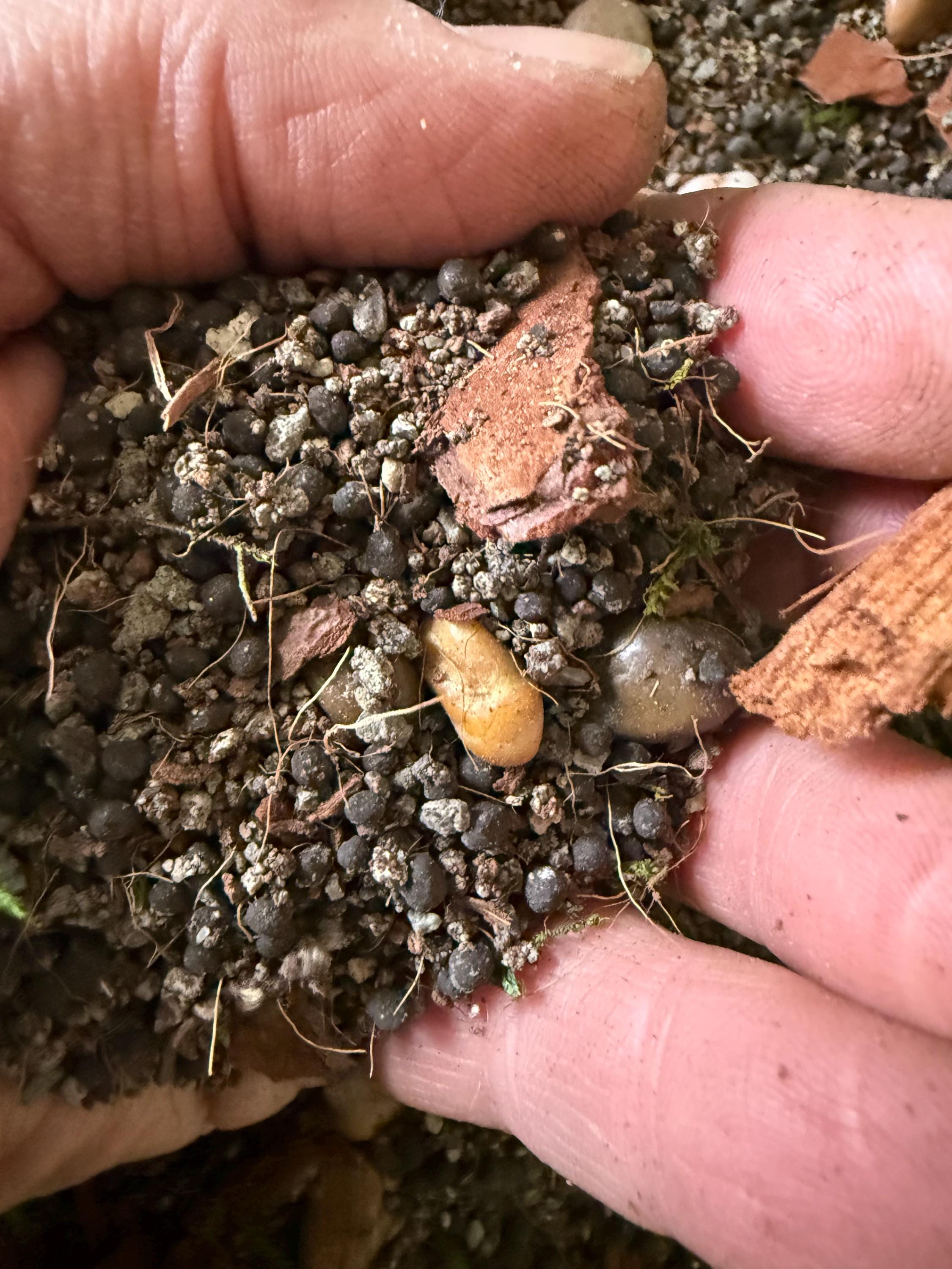 Succulent soil mix fast-draining blend for cacti and arid plants