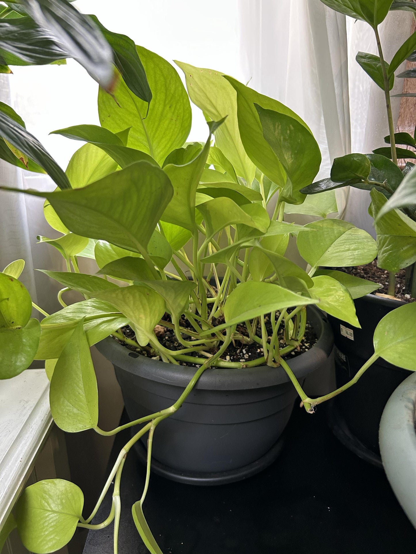 Medium Pothos – Various Shades of Green, Multiple Sizes  Easy-Care Trailing Houseplant 6-8- Inch