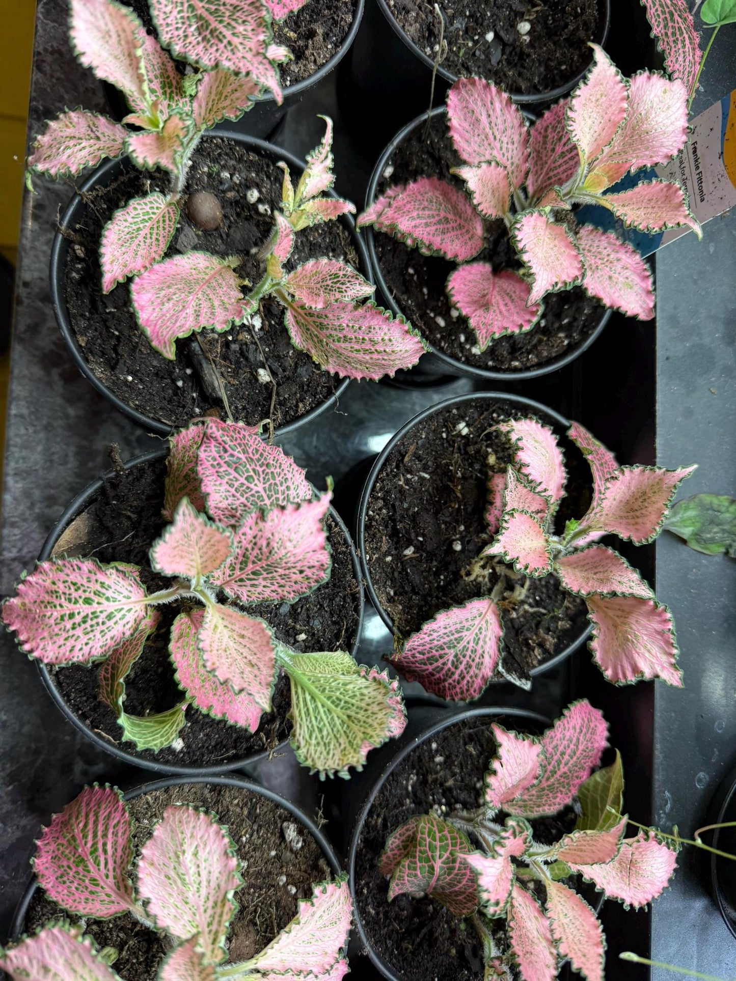Pink Nerve Plant “Frankie” Fittonia – Live Houseplant