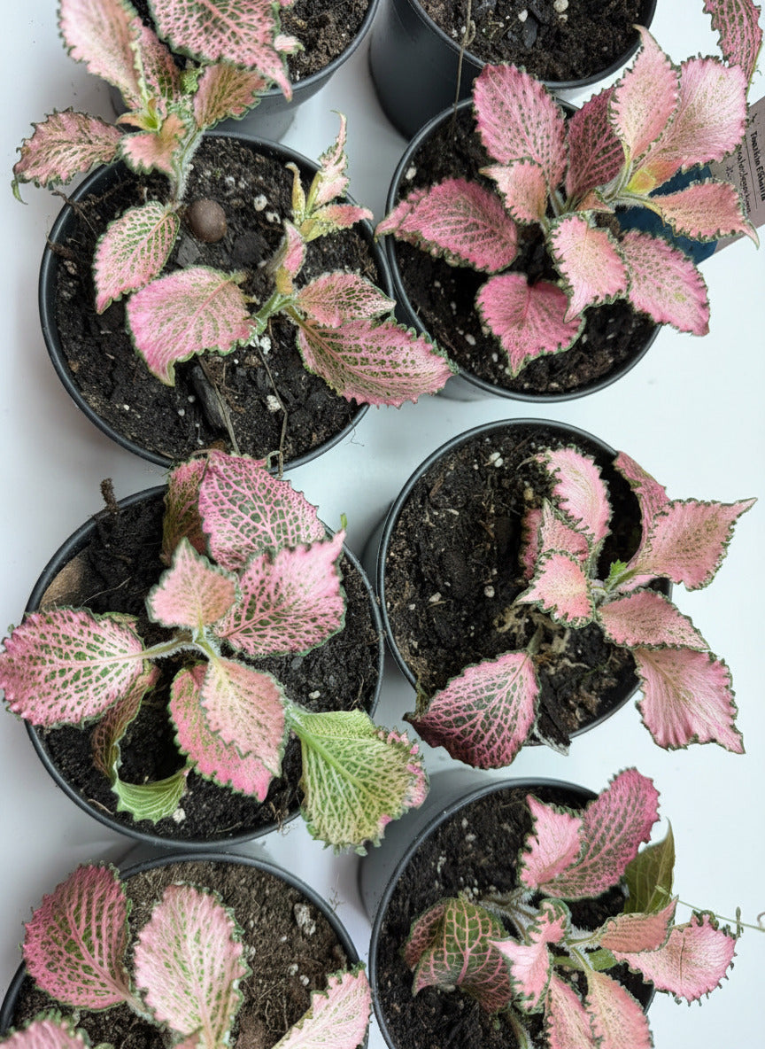 Pink Fittonia nerve plant white background