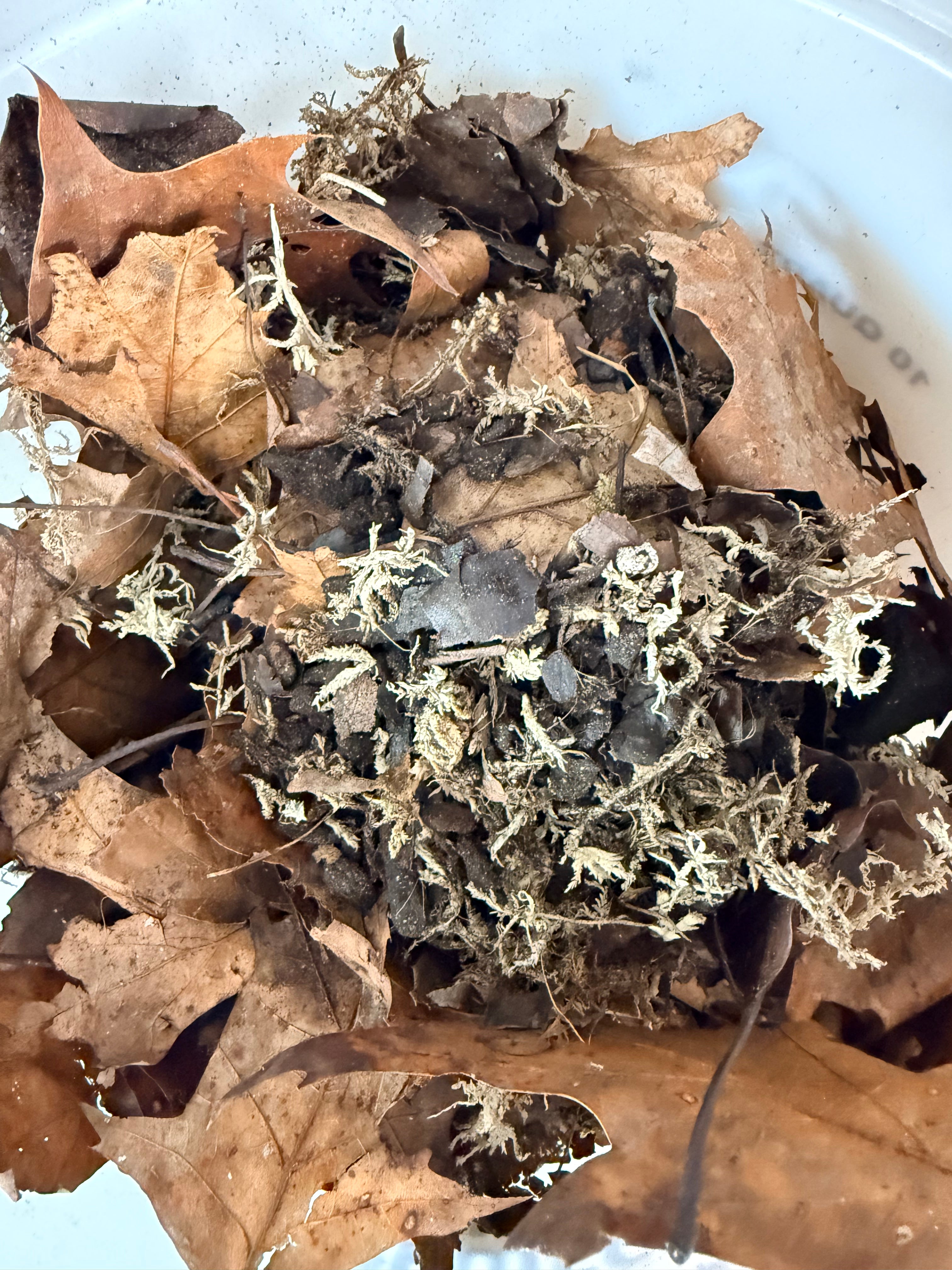 "The Best Soil on Earth" -Bioactive Ready Substrate 3 gallons