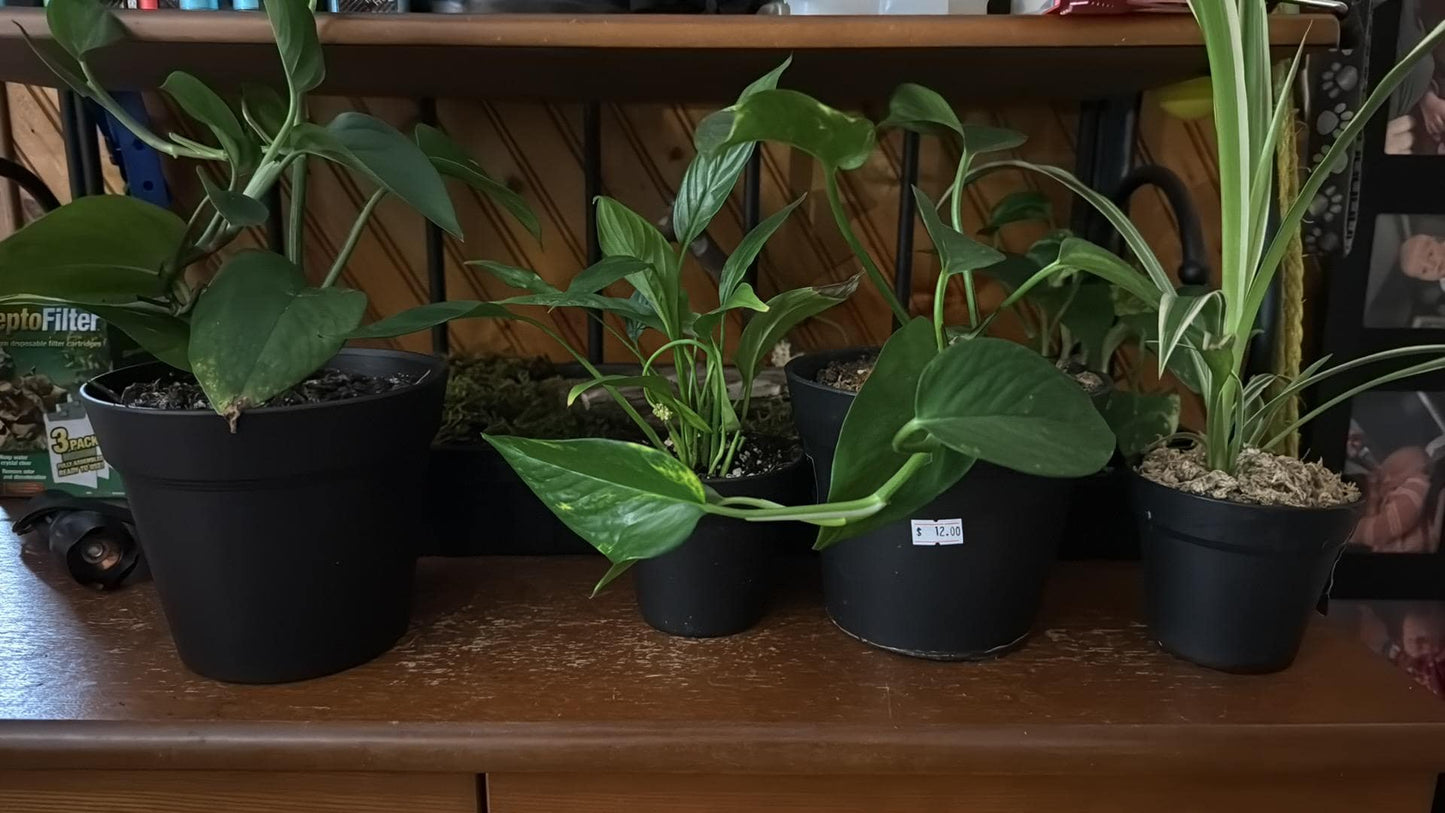 Medium Pothos – Various Shades of Green, Multiple Sizes  Easy-Care Trailing Houseplant 6-8- Inch