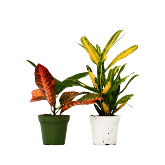Two potted crotons with variegated leaves on a white background