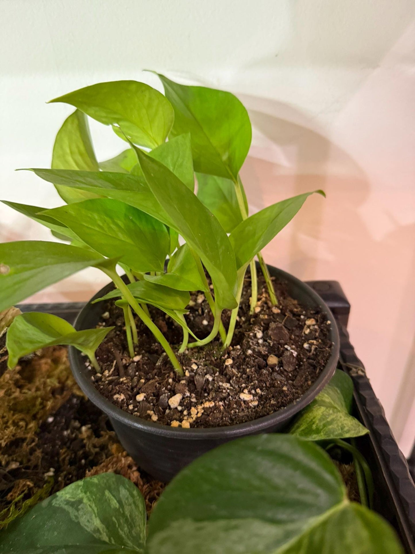 Pothos – Various Shades of Green, Multiple Sizes  Easy-Care Trailing Houseplant 4-6- Inch