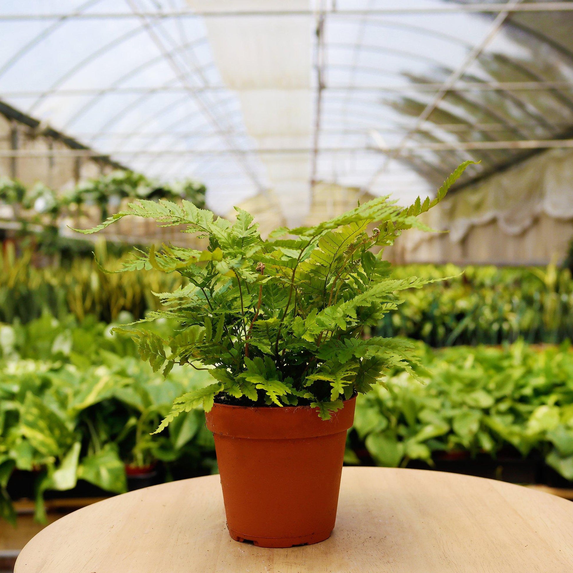 Potted fern plant on a table in a greenhouse setting