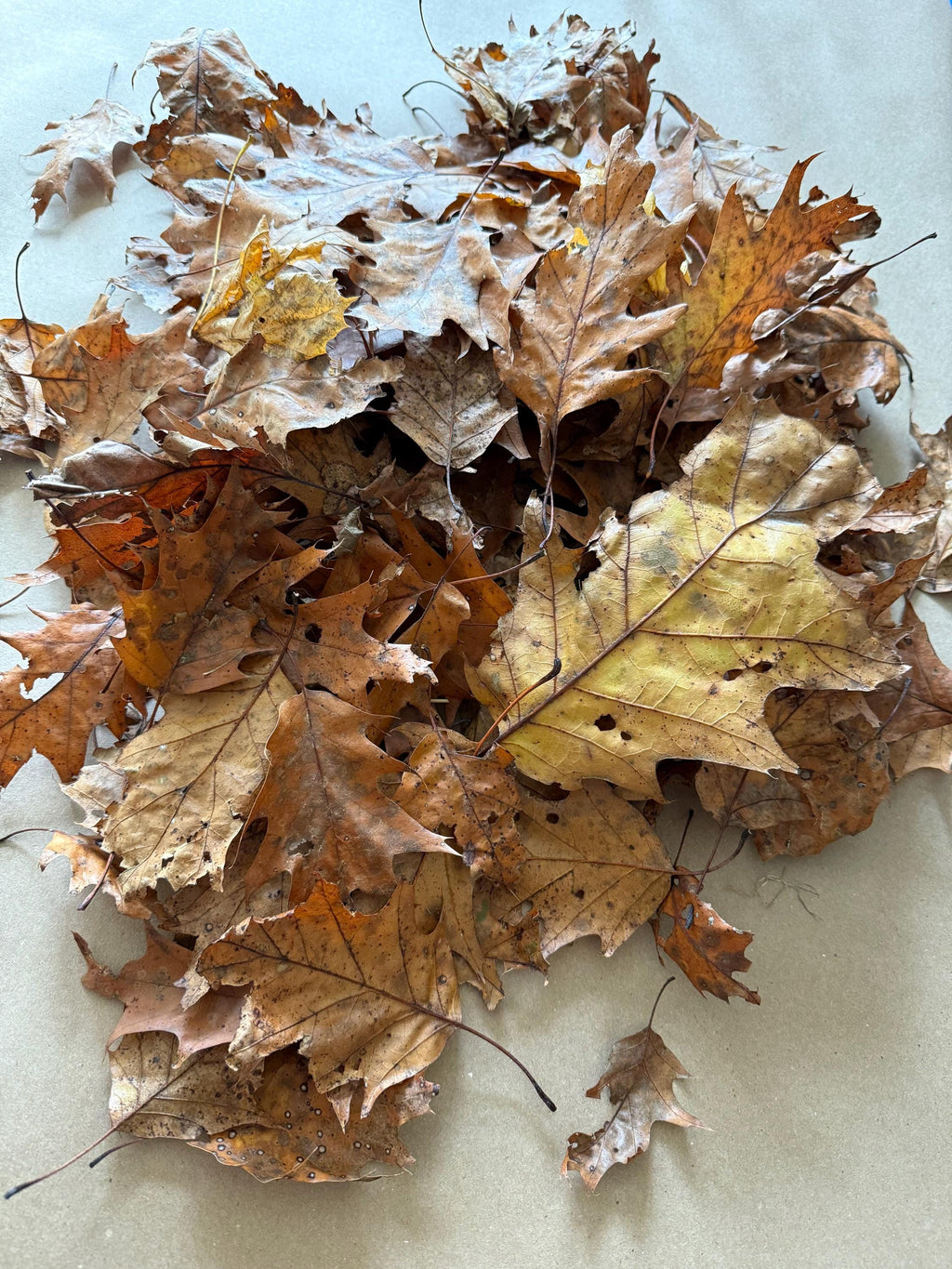 Hardwood leaf litter pest-free substrate