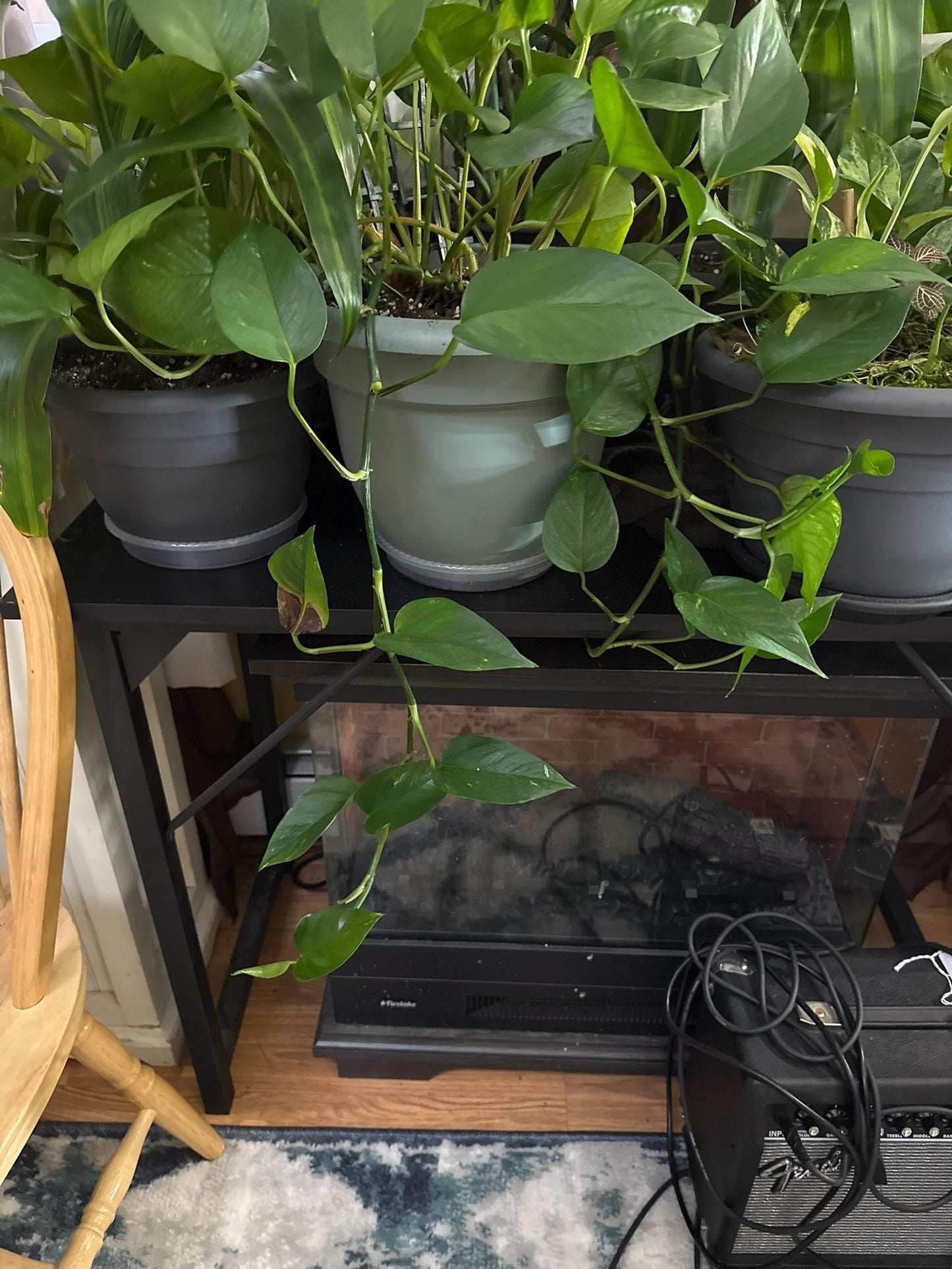 Large Pothos – Various Shades of Green, Multiple Sizes  Easy-Care Trailing Houseplant  10- inches plus