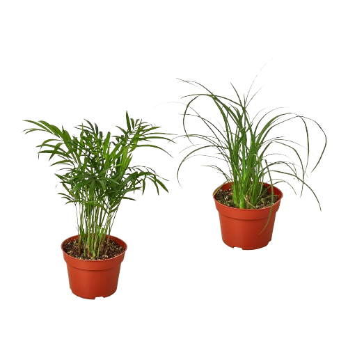Two potted plants on a white background