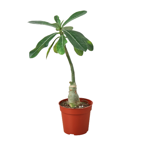 Potted plant with a white background