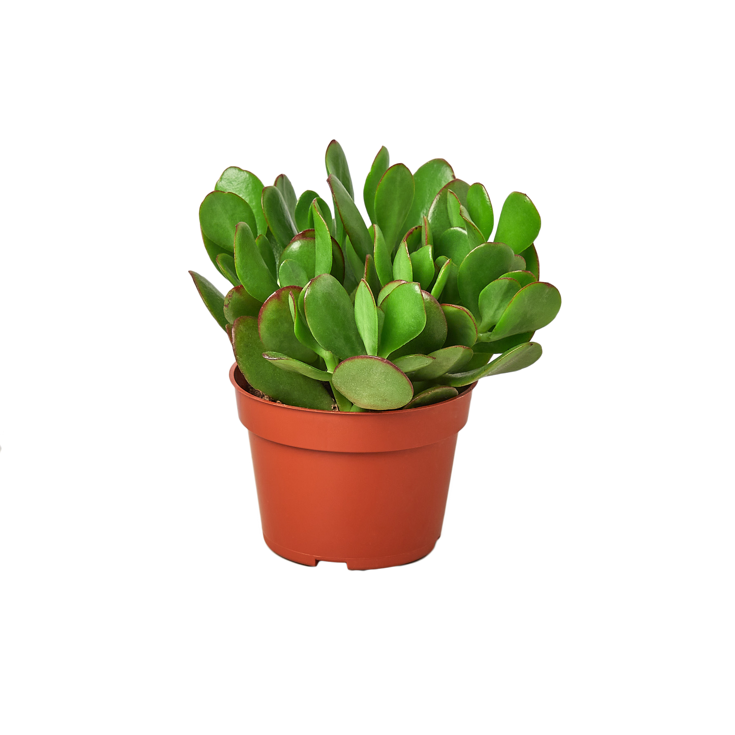 Potted green succulent plant on a white background