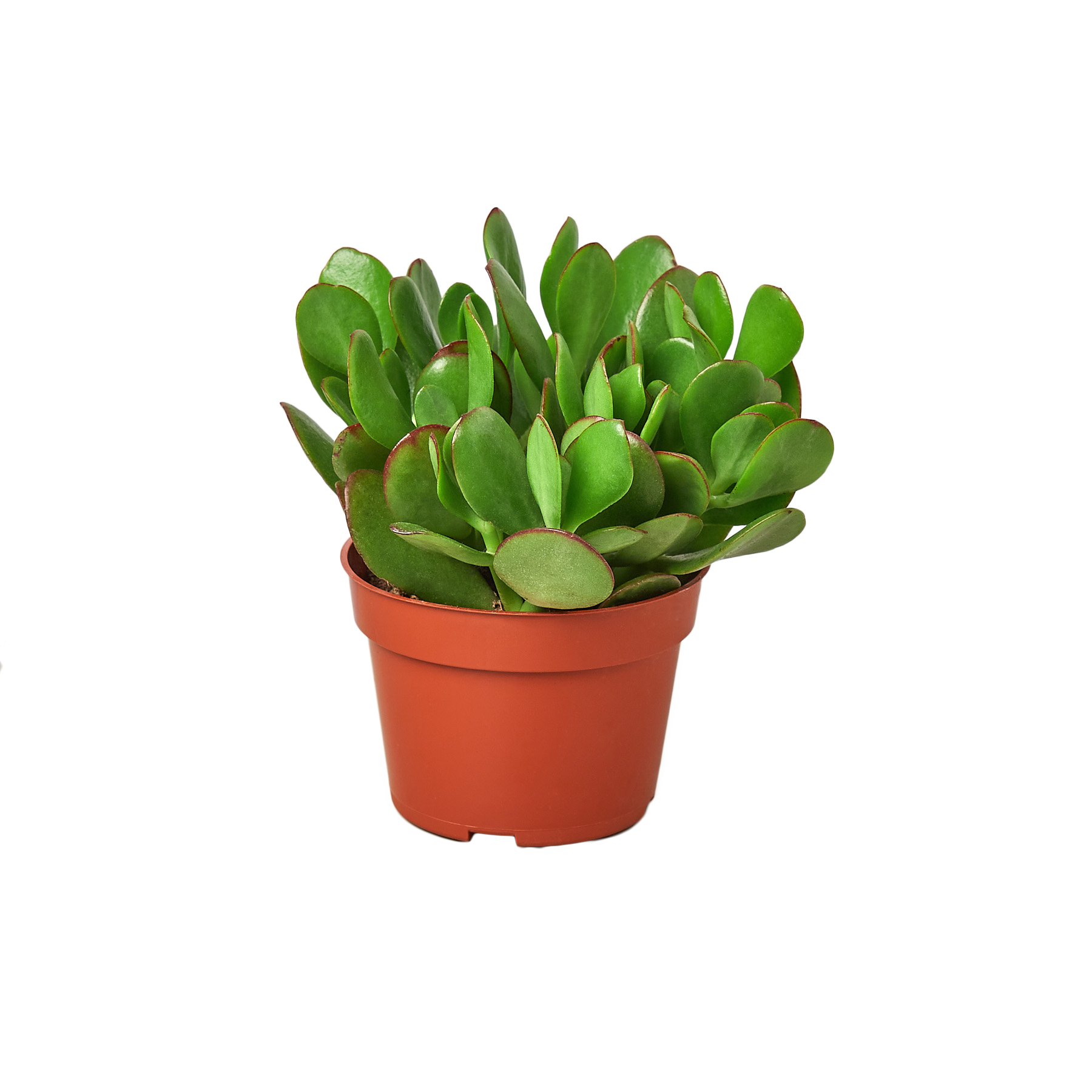 Potted green succulent plant on a white background