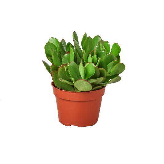 Potted green succulent plant on a white background