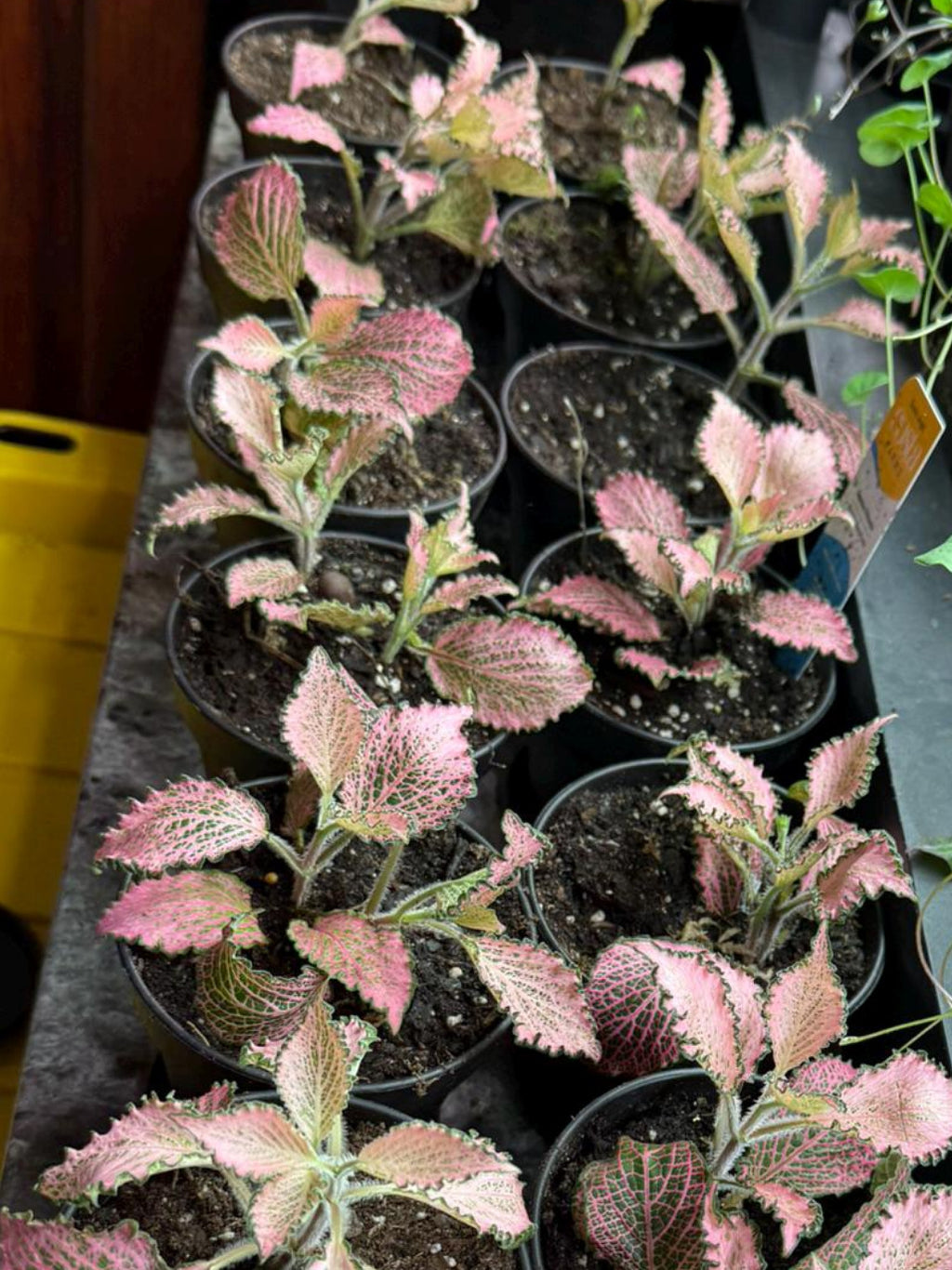Pink Fittonia nerve plant 4 inch pot full view