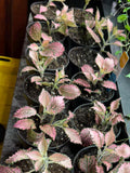Pink Fittonia nerve plant 4 inch pot full view