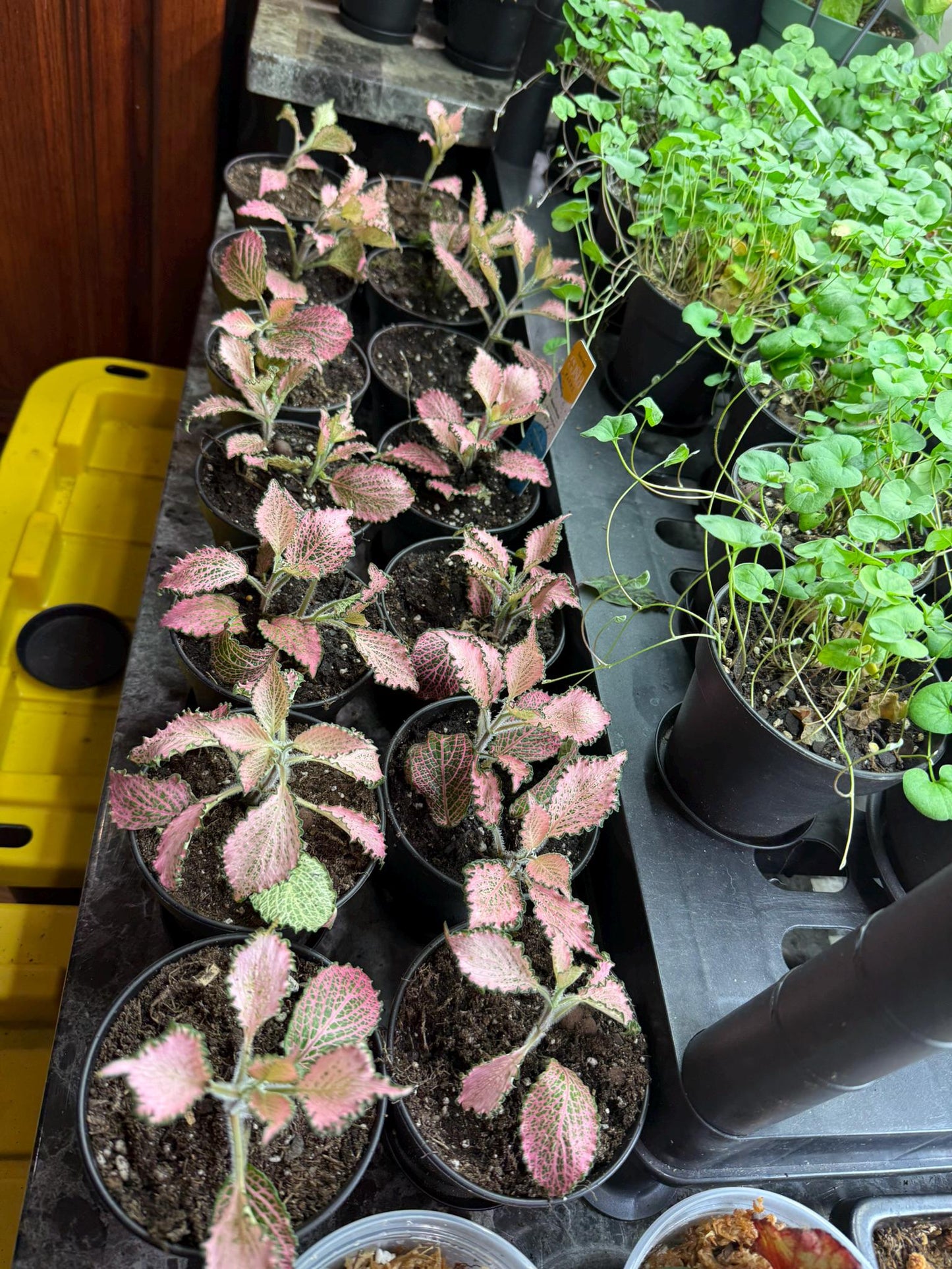 Pink Nerve Plant “Frankie” Fittonia – Live Houseplant