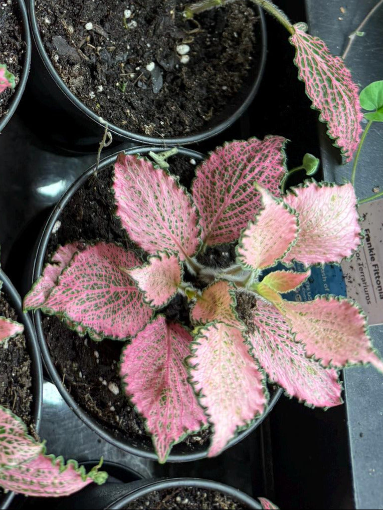 Pink Fittonia nerve plant 4 inch pot single close up