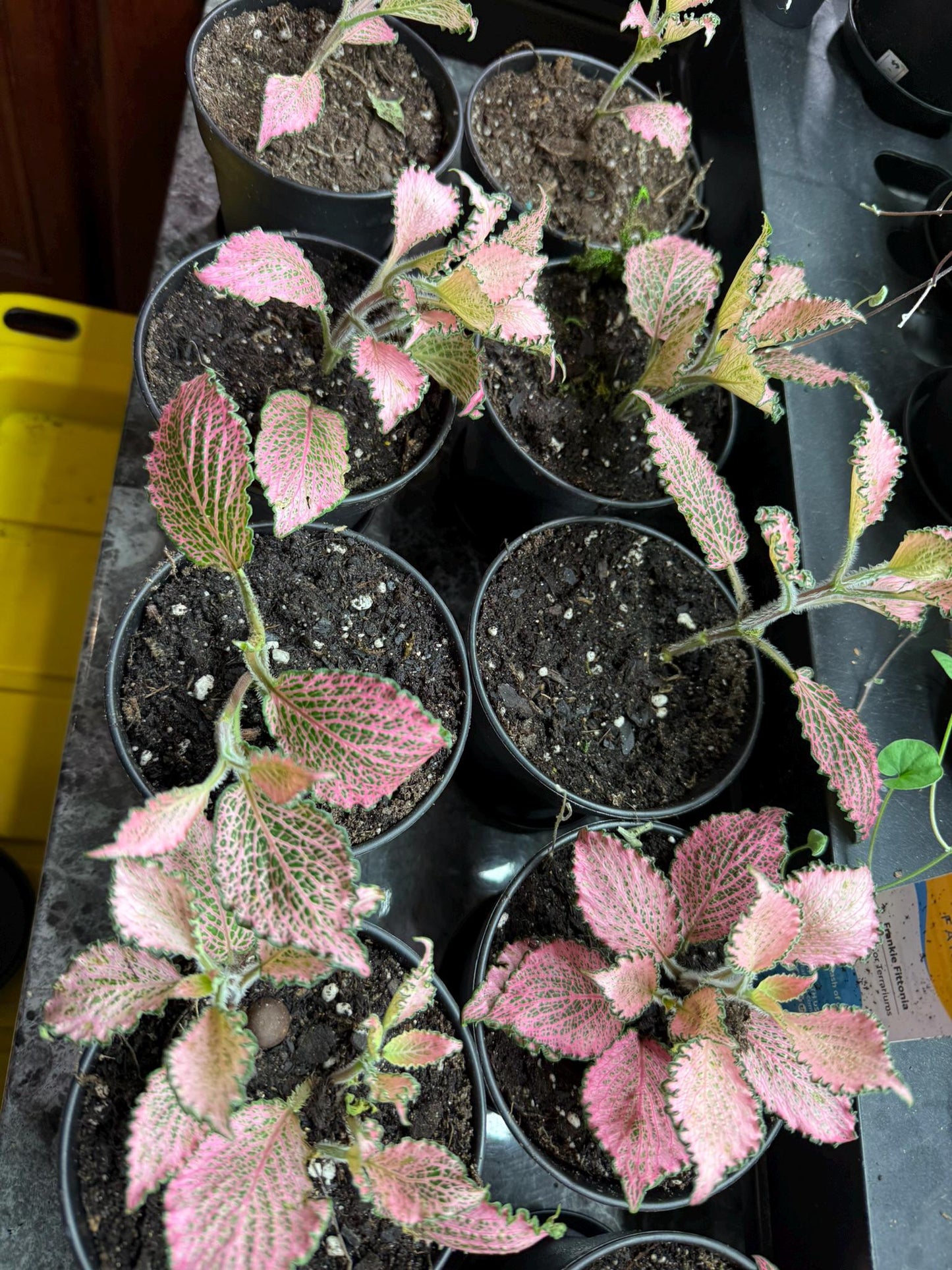 Pink Nerve Plant “Frankie” Fittonia – Live Houseplant