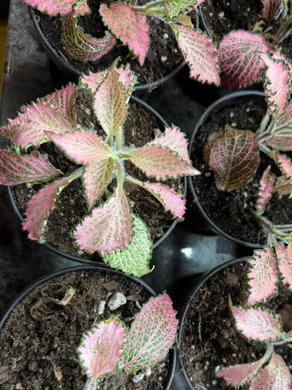 Pink Fittonia nerve plant 4 inch showing veining 
