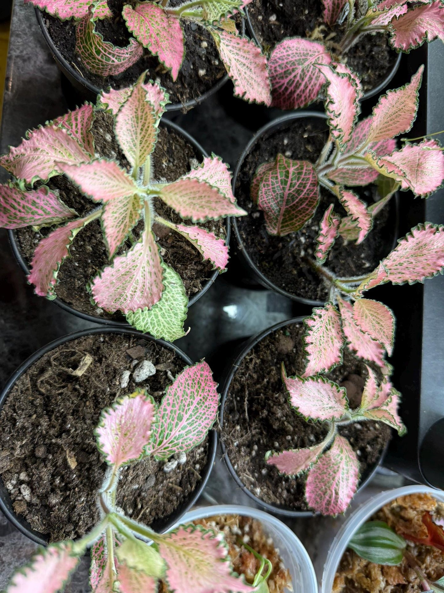 Pink Nerve Plant “Frankie” Fittonia – Live Houseplant