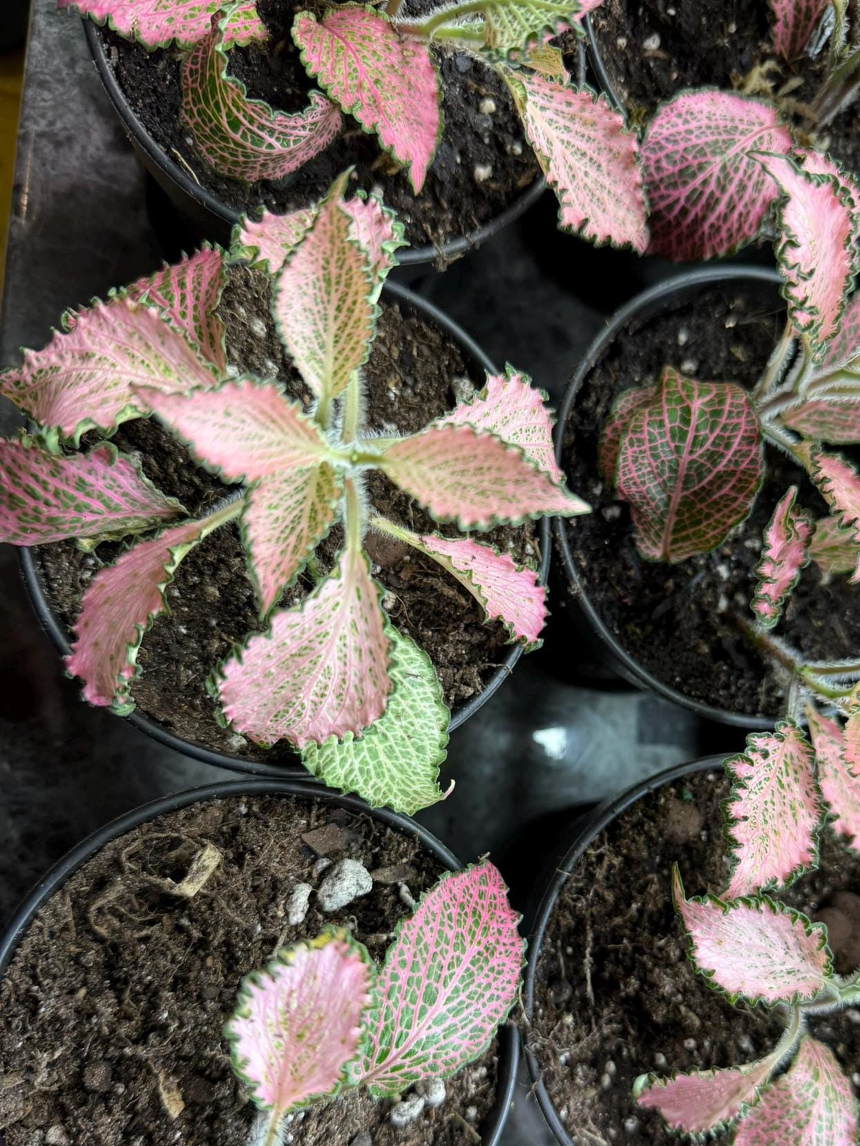 Pink Fittonia nerve plant 4 inch showing veining 