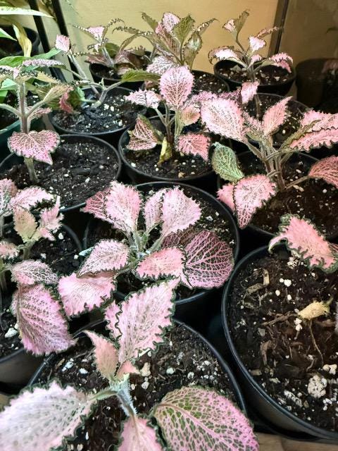 Pink Fittonia nerve plant 4 inch pot close up view