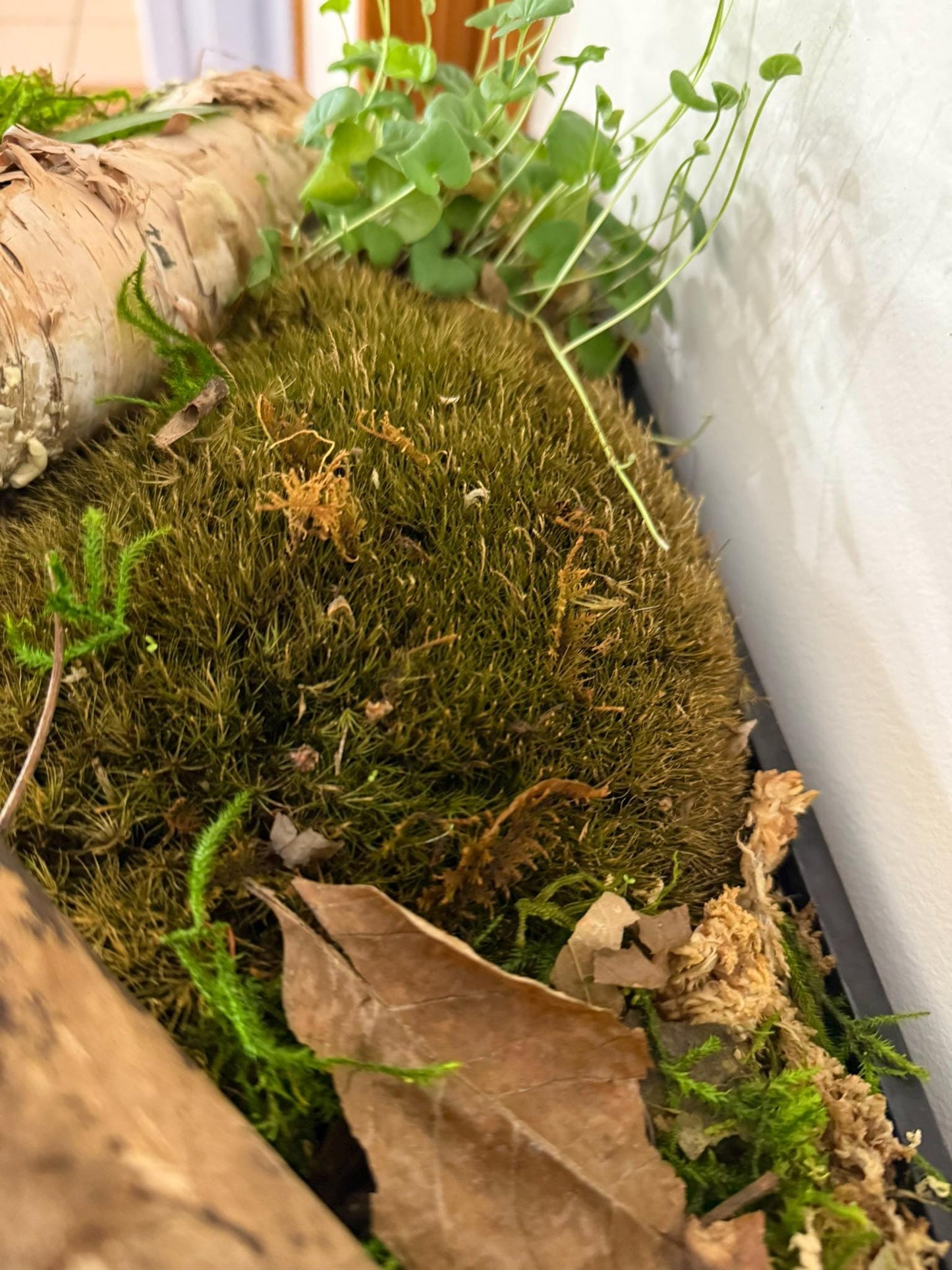 Live Moss- Species Varies