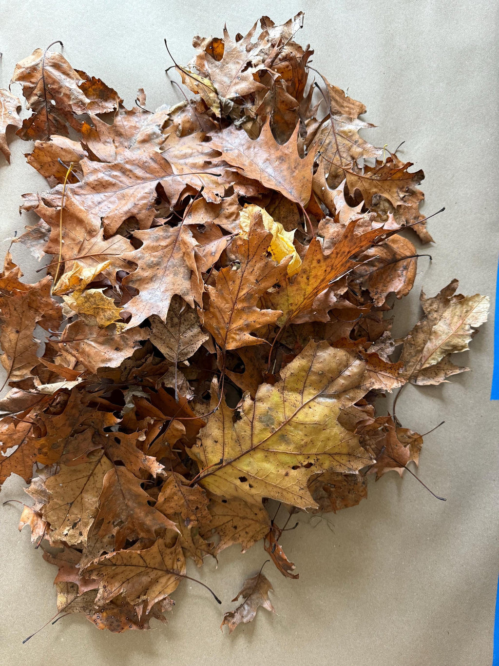 Hardwood leaf litter natural terrarium ground cover