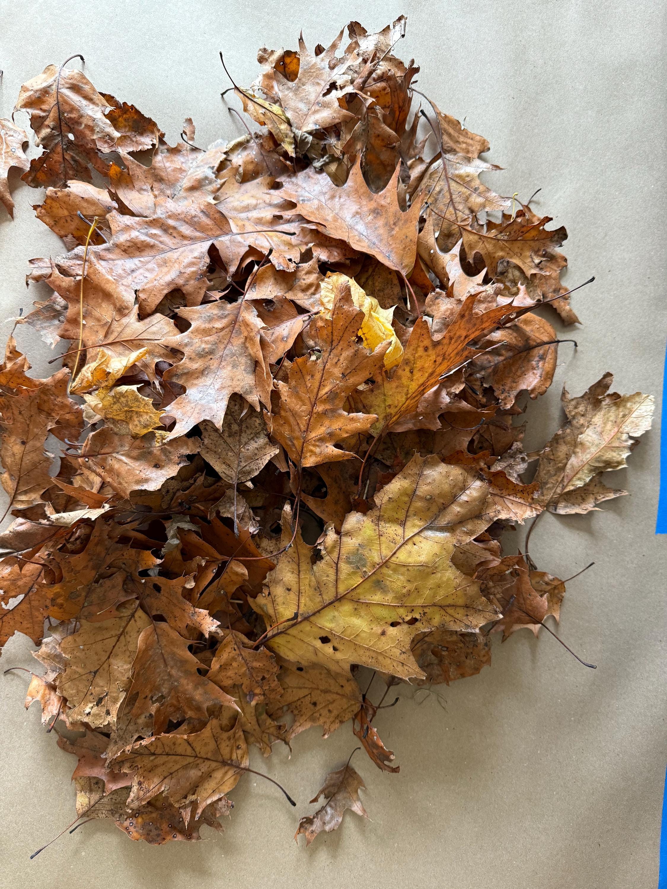 Hardwood leaf litter natural terrarium ground cover