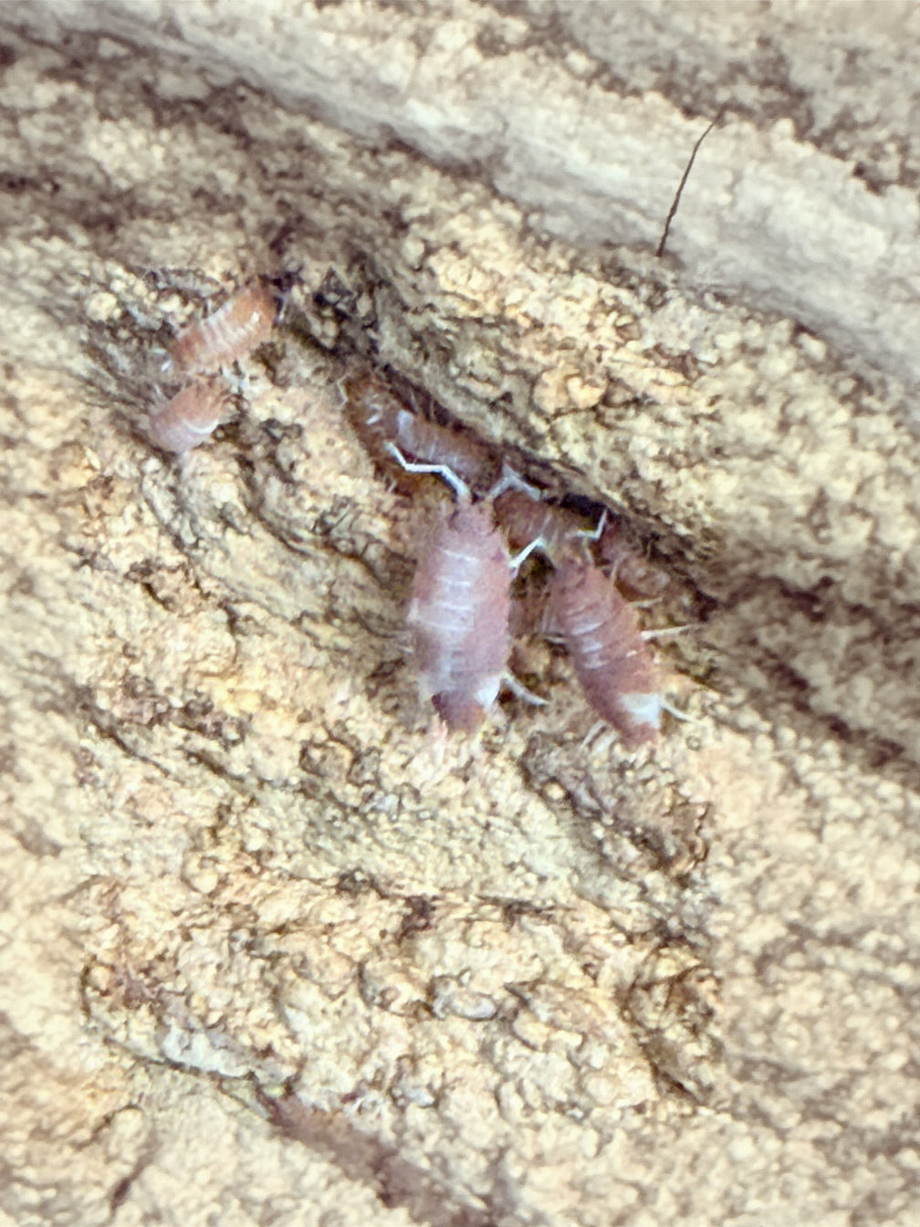Juvenile and adult Red Koi Isopods together