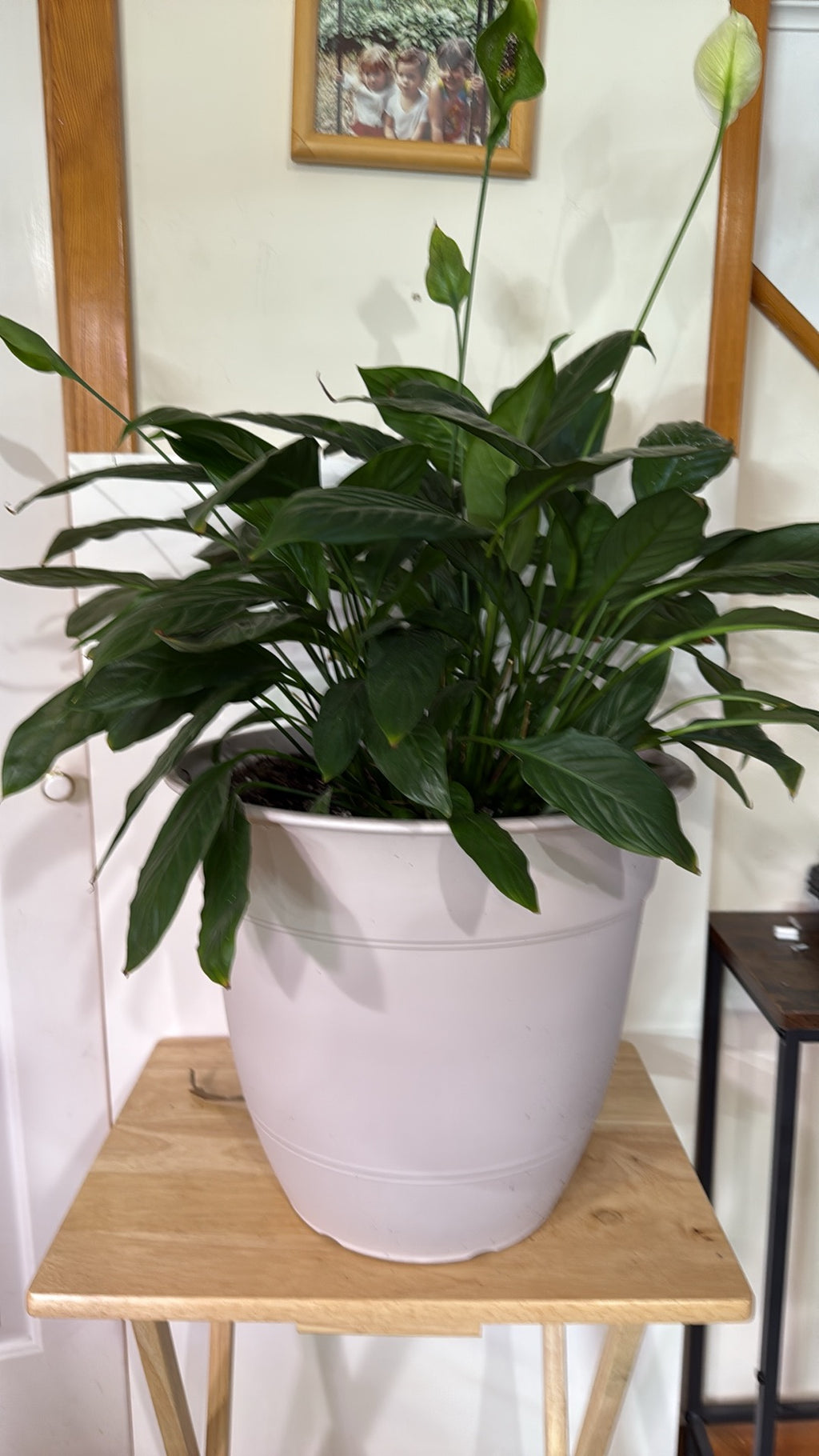 Potted Peace Lily on a wooden table with a white wall and framed picture in the background