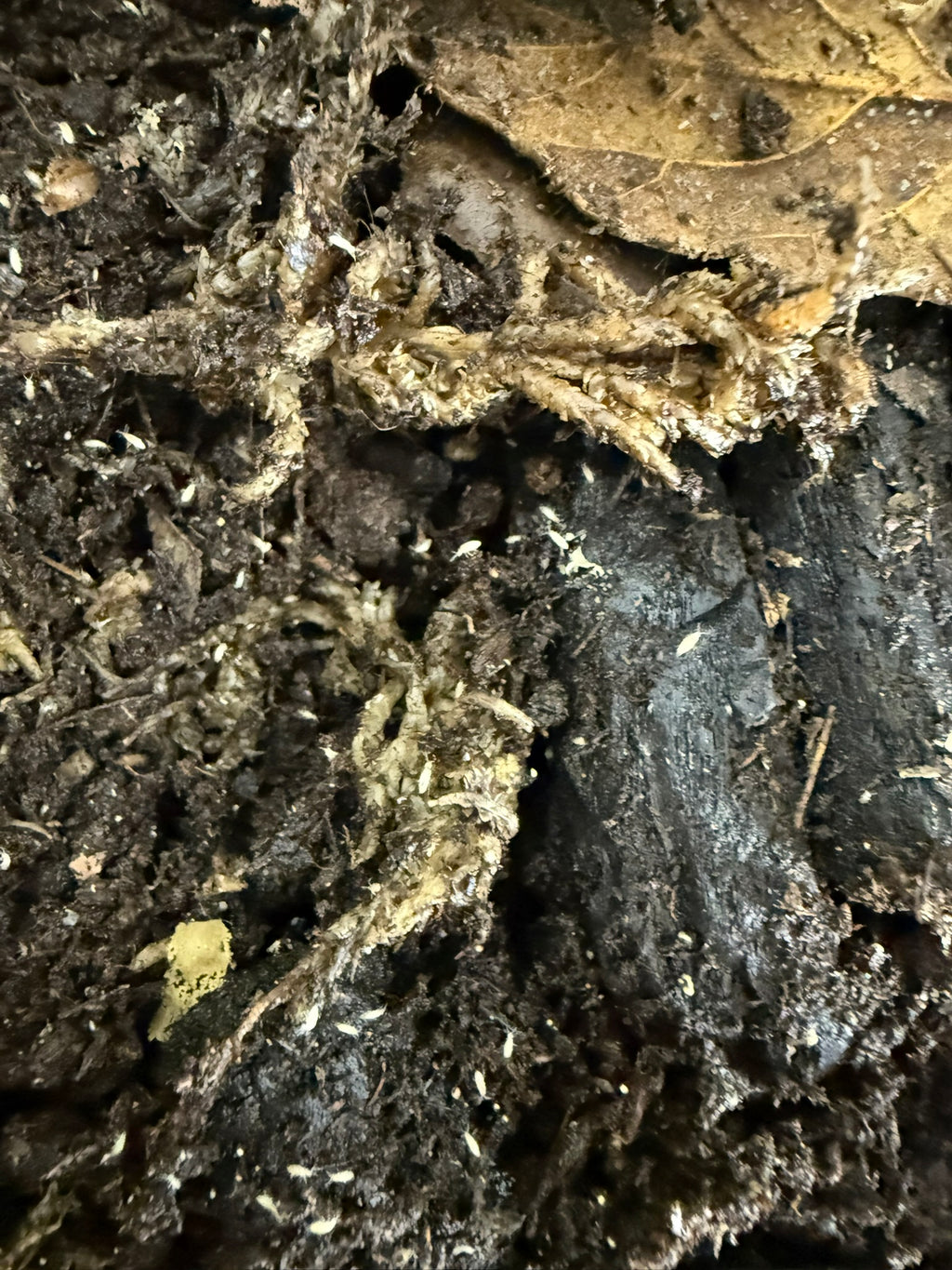 Close-up of soil and organic matter