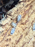 Dairy Cow isopod on cork bark