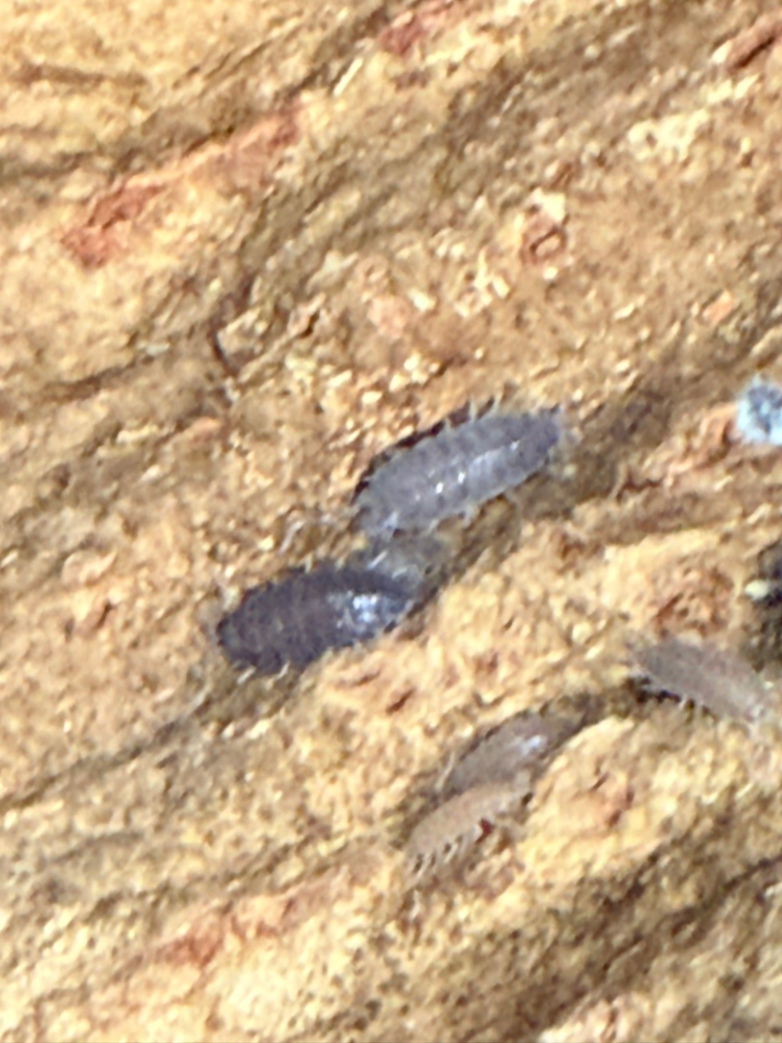 Close-up of powder blue isopods showing blue-gray coloration