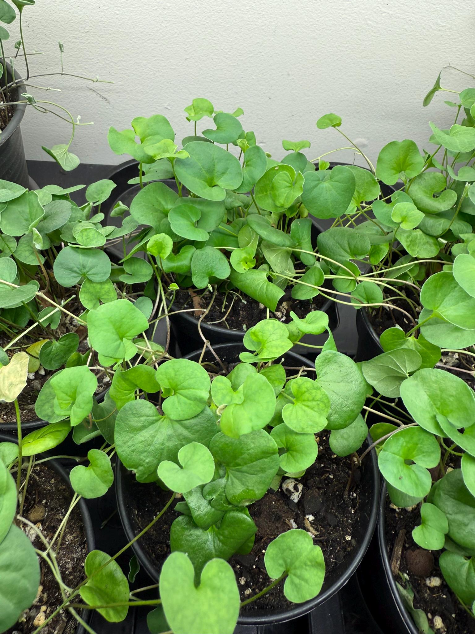 Creeping Jenny trailing growth detail