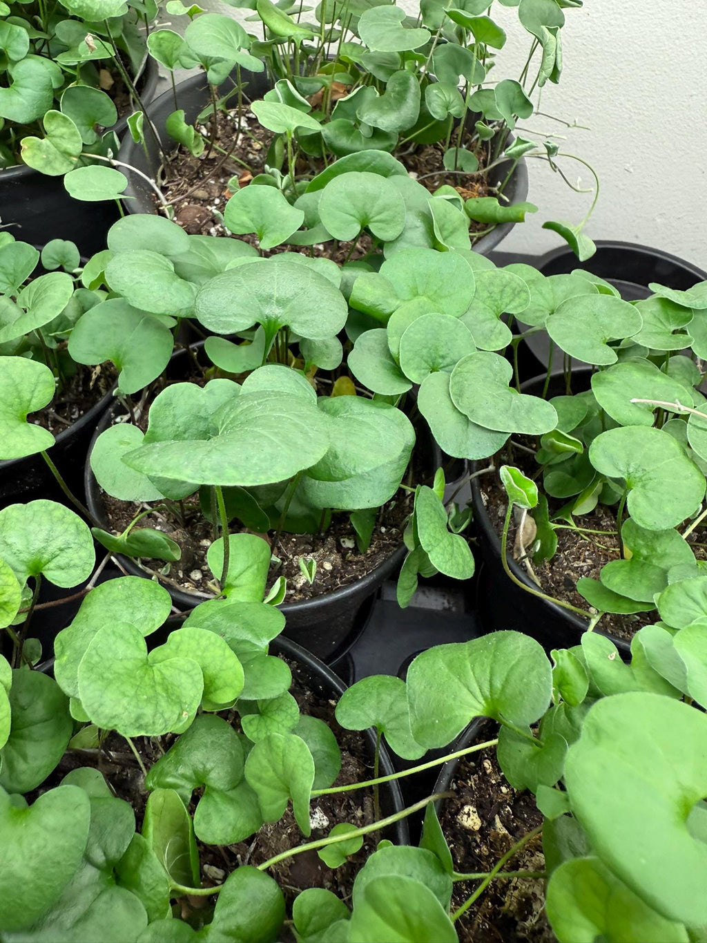 Close up nursery shot of creeping Jenny